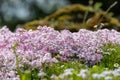 Moss phlox (phlox subulata) flowers Royalty Free Stock Photo