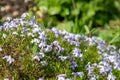 Moss phlox (phlox subulata) flowers Royalty Free Stock Photo