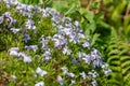 Moss phlox (phlox subulata) flowers Royalty Free Stock Photo