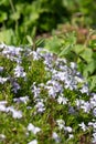 Moss phlox (phlox subulata) flowers Royalty Free Stock Photo