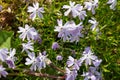 Moss phlox (phlox subulata) flowers Royalty Free Stock Photo