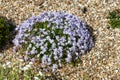 Moss phlox (phlox subulata) flowers Royalty Free Stock Photo