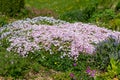 Moss phlox (phlox subulata) flowers Royalty Free Stock Photo