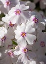 Moss Phlox, Phlox subulata