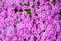 Moss phlox Phlox subulata pink flowers Royalty Free Stock Photo