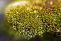 Moss photographed on a macro lens with a minimum depth of field Royalty Free Stock Photo