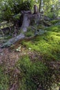 Moss in the Pilis mountains, Hungary Royalty Free Stock Photo