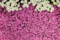 Moss pink, creeping phlox or phlox subulata flowers background, top view Royalty Free Stock Photo