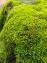 a moss plant, green in color, growing on a rock wall, Royalty Free Stock Photo