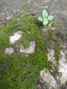 Moss plant in the jugle Royalty Free Stock Photo