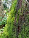 Moss plant that propagates on dead tree trunks