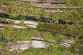 Moss Plantae Bryophyta plant growing on tree