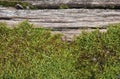 Moss Plantae Bryophyta plant growing on tree