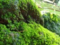 Moss plants are plants that can grow anywhere Royalty Free Stock Photo