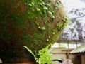 Moss and plant on clay water pot