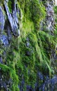 Moss and plants on the cliff Royalty Free Stock Photo