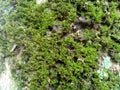 moss plants that grow on clove bark trees