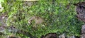 Moss plants that grow in damp places are green