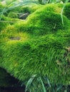 Moss plants that grow on dead tree trunks.