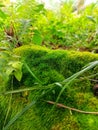 Moss plants that grow on dead tree trunks.