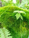 Moss plants that grow on dead tree trunks.