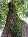 Moss plants grow on large wooden trees