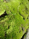 Moss plants grow in wet and humid places. Moss plants are autotrophic because they have plastid cells that produce chlorophyll.