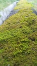 Moss Plants on the Sewer Wall