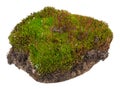 Moss: Polytrichum commune