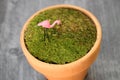 Moss potted zen garden with flamingo