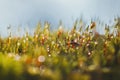 Morning dew on the moss Royalty Free Stock Photo