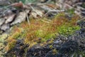Moss with red Sporophyte Pohlia nutans selective focus Royalty Free Stock Photo