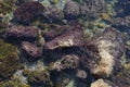 moss reefs and green and brown algae