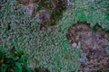Moss on the rock close-up. Forest moss background. Top view. Copy space Royalty Free Stock Photo