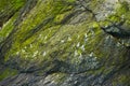 Moss on a rock face. Relief and texture of stone with patterns and moss. Stone natural background. Stone with Moss. Royalty Free Stock Photo