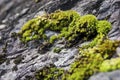 Moss on a rock