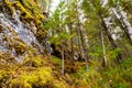 Moss on the rock. Stolby national park in Ural. Forest and a large stone with moss. Ural nature landscape. Olenji ruchji