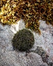 Moss on rock Royalty Free Stock Photo