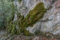 Moss and rock Royalty Free Stock Photo
