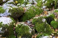 Moss rock wall background Royalty Free Stock Photo