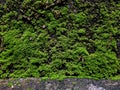 Moss on rock wall background for wallpaper Royalty Free Stock Photo