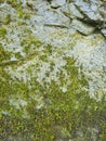 Moss on a Rock Wall Textures Background Royalty Free Stock Photo