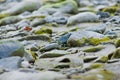 Moss and Rocks close to a River in Italy with leaves and branches, close to gray stones and green plants Royalty Free Stock Photo