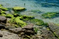 Moss and rocks on the sea in Phan Thiet, Vietnam Royalty Free Stock Photo