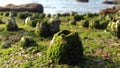 moss on rocks, sea moss in the rock, Indian ocean algae, Royalty Free Stock Photo