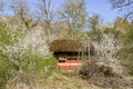 A moss-roofed old bee house behind the wild blooming cherry trees Royalty Free Stock Photo