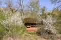 A moss-roofed old bee house behind the wild blooming cherry trees