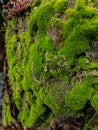 Moss on the root of a sago tree Royalty Free Stock Photo