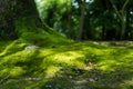 The moss on roots of maple