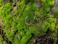 Moss on the root of a sago tree Royalty Free Stock Photo